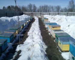 Конюх2