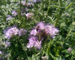 IMG_20170702_124722