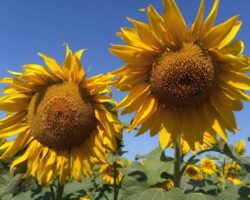 IMG_20180712_095455(1)